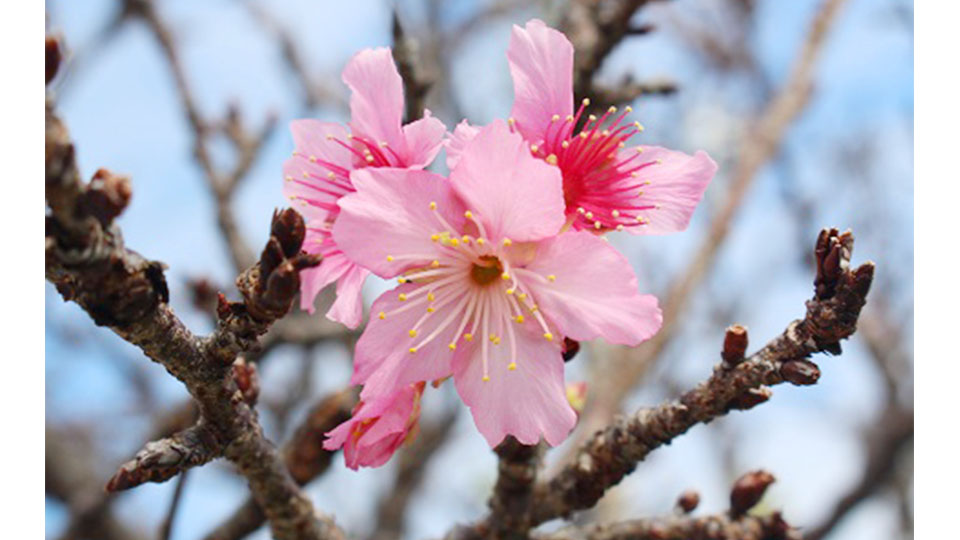 ヒカンザクラが開花 石垣 平年より早く 八重山日報 Official Website